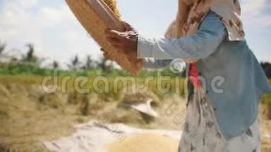 <strong>水稻收获</strong>过程。 巴厘岛农场工人妇女在田间播种. 亚洲传统农业。 4K